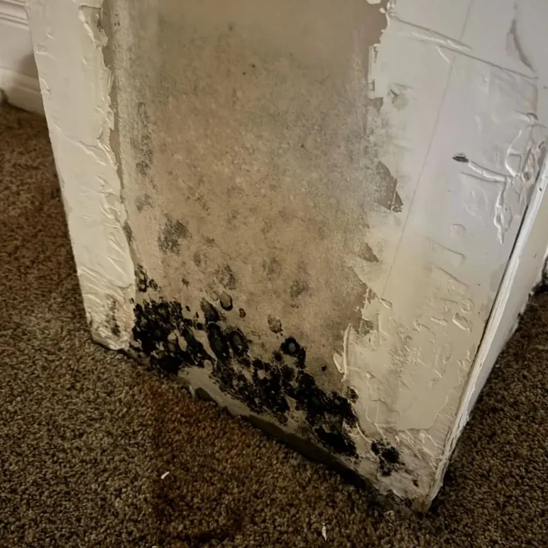 Professional Mold Removal in Enid, OK